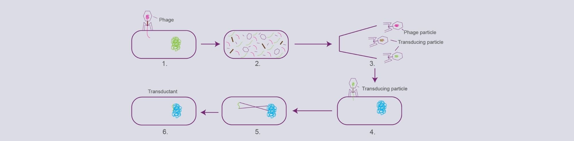Transduction and Lambda Red Overview