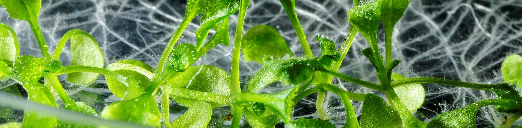 An overview of the molecular mechanisms of plant regeneration