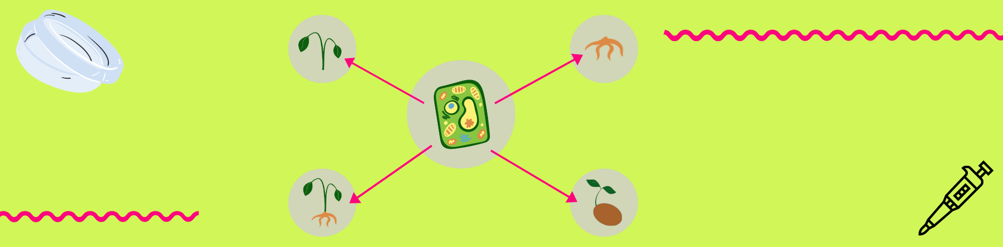 The 4 Key factors influencing the in vitro plant regeneration