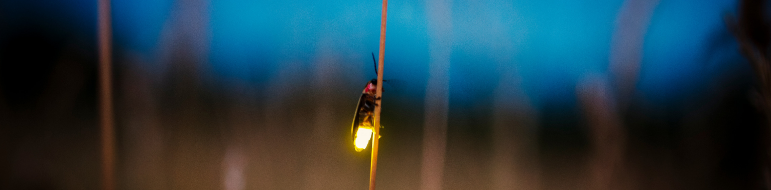 Fireflies: From Ancient Legend to Modern Discoveries