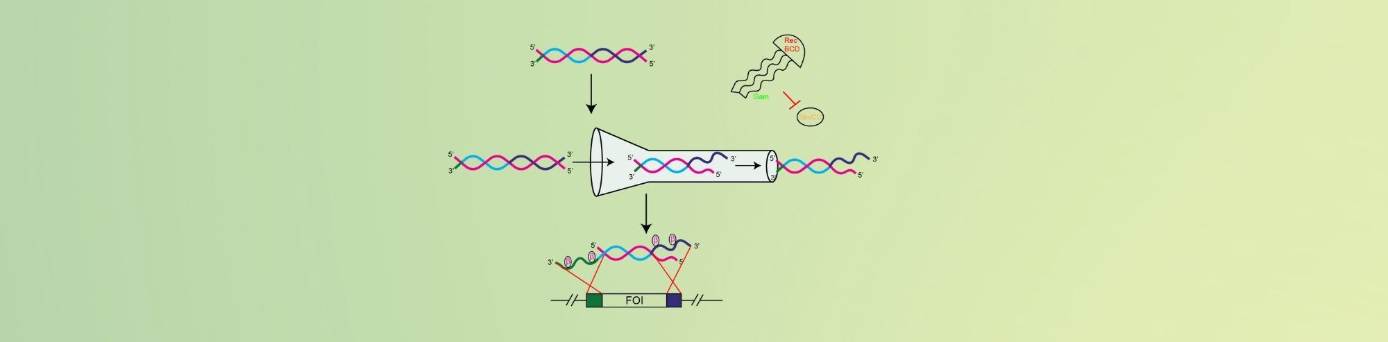 Lambda Red Mediated Recombineering