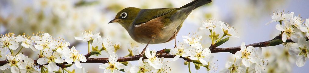 Why Are Bradford Pear Trees Invasive?