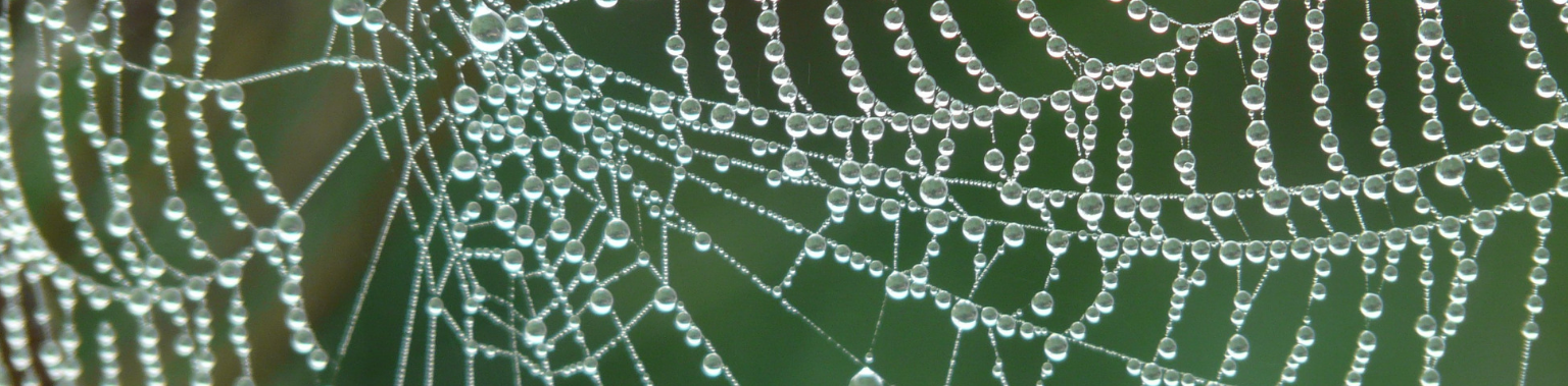 Unraveling the Mysteries of Spider Silk