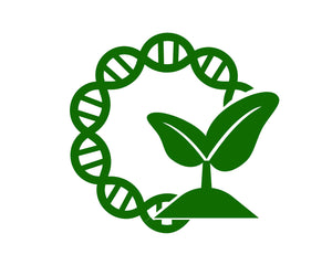 pSuperAgrobacterium Plasmids