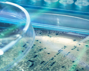 Collection image for: Agrobacterium Competent Cells