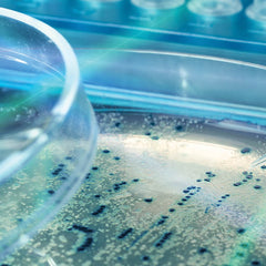 Collection image for: E. coli Competent Cells