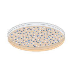petri dish with blue-white colonies for e. coli cloning strains