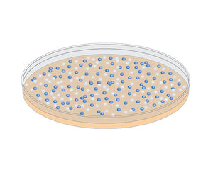 petri dish with blue-white colonies for e. coli cloning strains