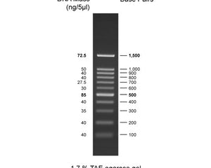 Collection image for: Ready-To-Use DNA Ladders