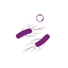 Collection image for: Expression Strains