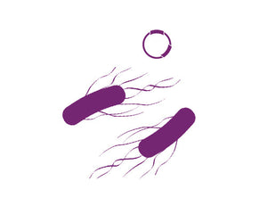Collection image for: Expression Strains