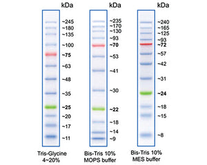 Collection image for: Protein Ladders