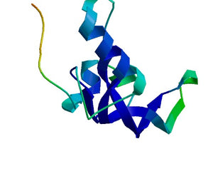 TGF Beta  collection image