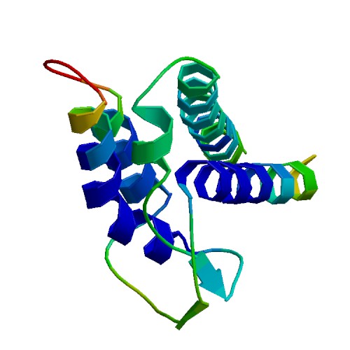 IL2 (Cys141Ser), Equine