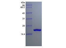 IL36B (IL-36 beta), Human (157 a.a.)