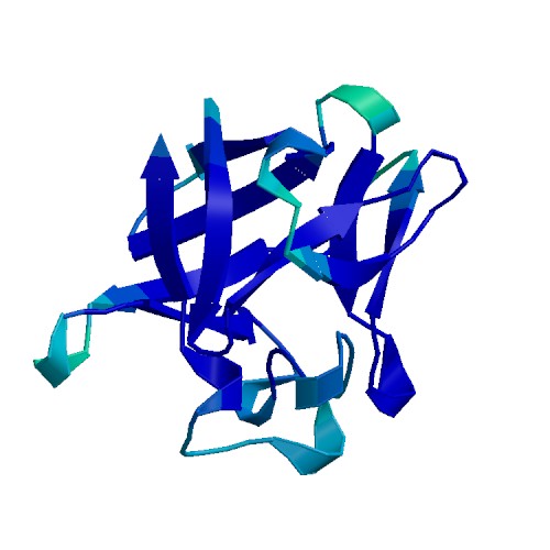 Basic FGF (FGF2), Human