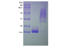 PDGFBB (dimer), Human