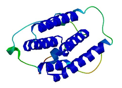 IFN-alpha2B (E. coli), Human