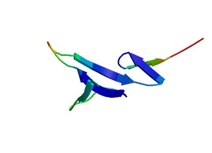 NRG1-beta1 (177-241 a.a.), Human