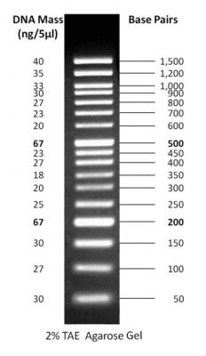 ReadyLadder™ 50 bp DNA Ladder, 50bp - 1500bp - Ready-to-use