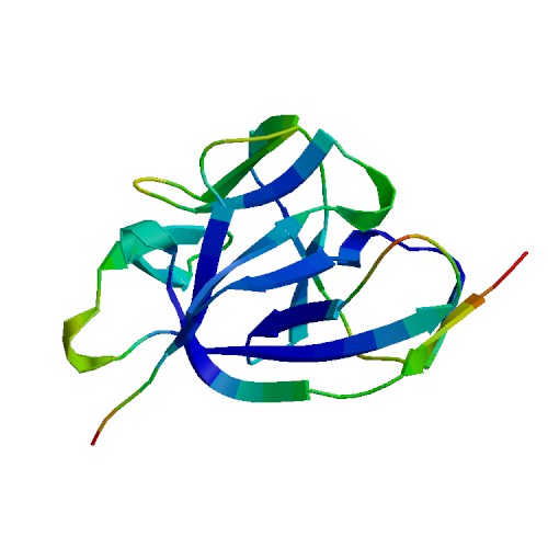 IL1A (IL-1 alpha), Rhesus macaque
