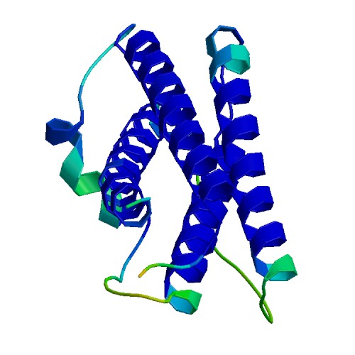CSF3 (G-CSF), Rhesus macaque