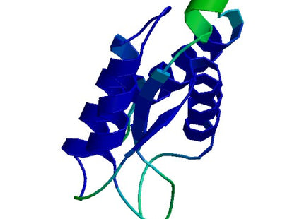 CSF2 (GM-CSF), Rhesus macaque