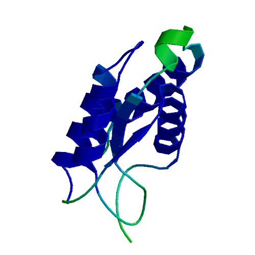 CSF2 (GM-CSF), Rhesus macaque
