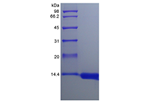 CSF2 (GM-CSF), Rhesus macaque