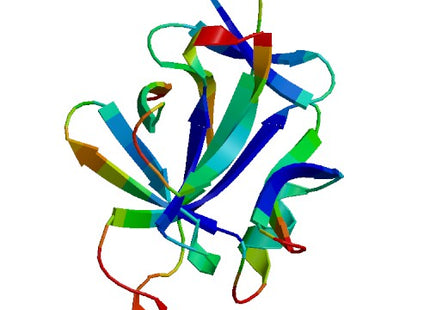 IL36B (IL-36 beta), Murine (153 a.a.)