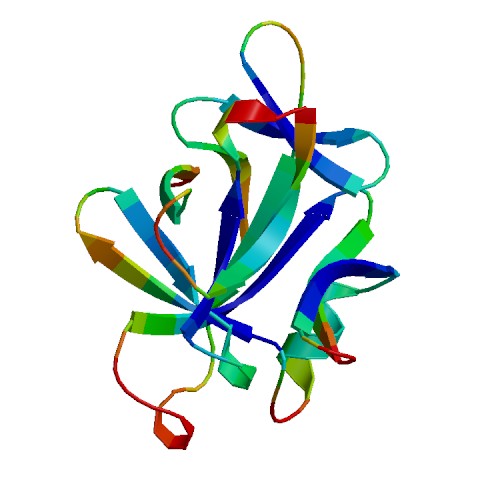 IL36B (IL-36 beta), Murine (153 a.a.)