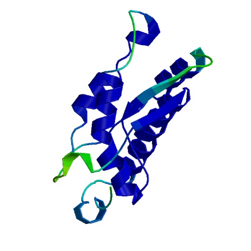 CSF1 (M-CSF), Murine