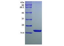 Acidic FGF (FGF1), Murine