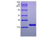 Basic FGF (FGF2), Murine