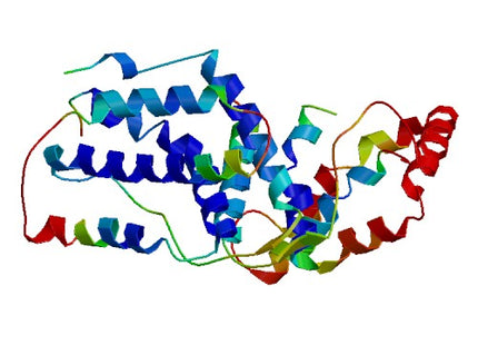 IFN-lambda3 (IL28B), Murine