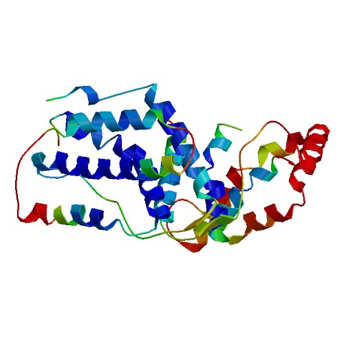 IFN-lambda3 (IL28B), Murine