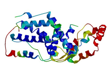 IFN-lambda2 (IL28A), Murine