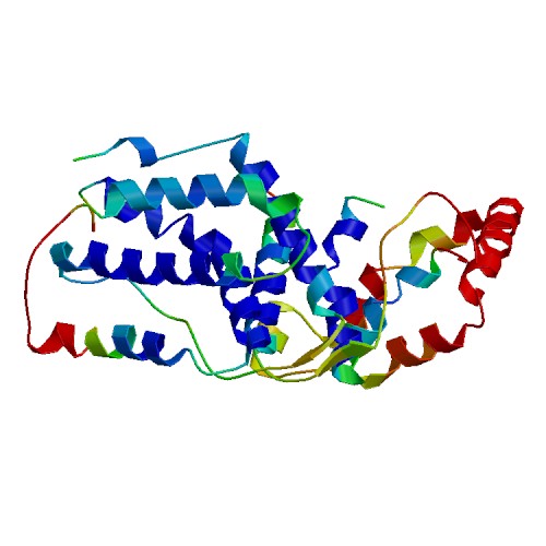 IFN-lambda2 (IL28A), Murine