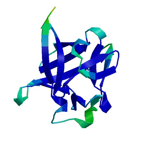 Basic FGF (FGF2), Bovine