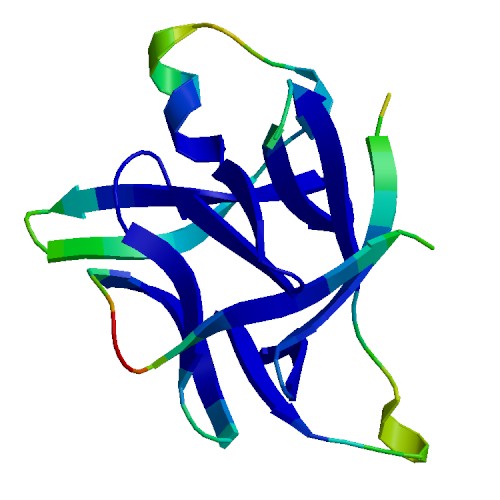IL1RN (IL1-RA), Porcine