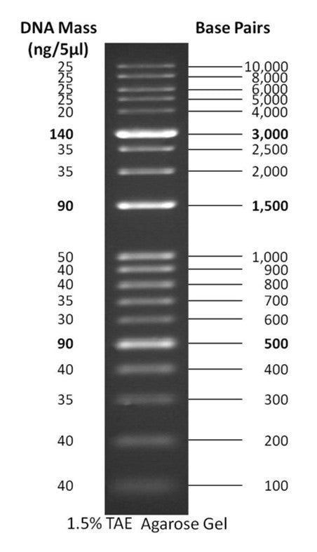ReadyLadder™, 100-10,000 bp , DNA Ladder - Ready-to-use