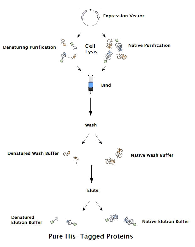 5X Phosphate Buffer, pH 8