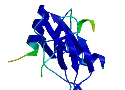 CCL14 (66 a.a.), Human