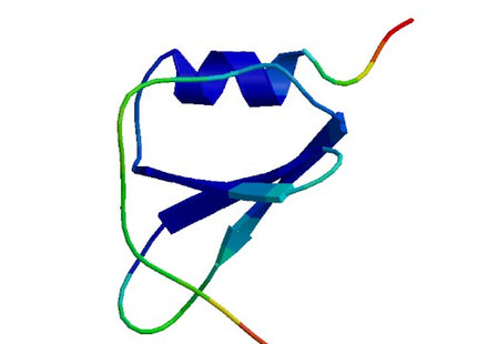 CCL15 (68 a.a.), Human