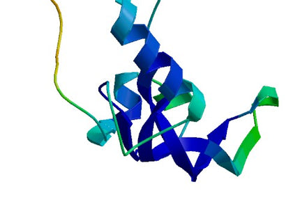 BMP7, Human Inactive Protein
