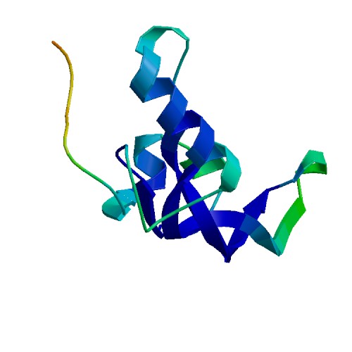 BMP7, Human Inactive Protein