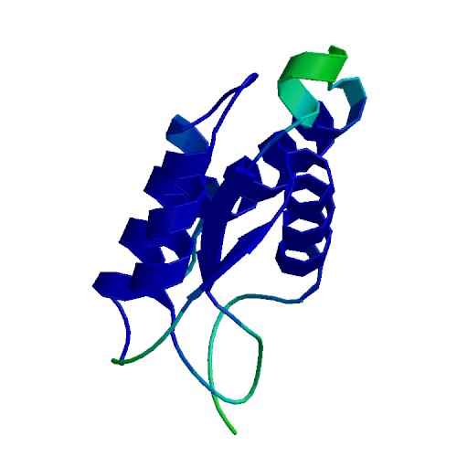 CSF2 (GM-CSF), Human