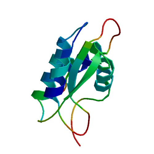 CSF2 (GM-CSF), Murine
