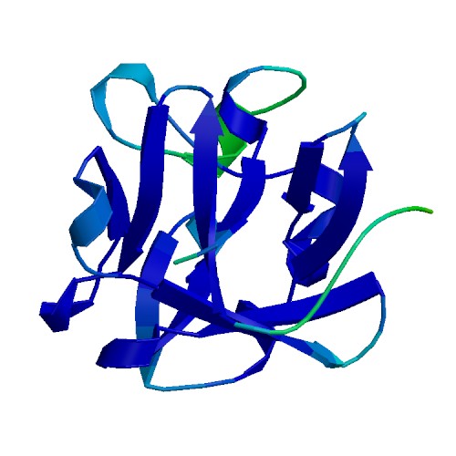 Acidic FGF (FGF1), Human