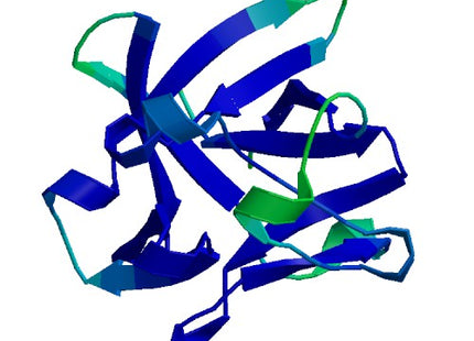 Acidic FGF (FGF1), Murine